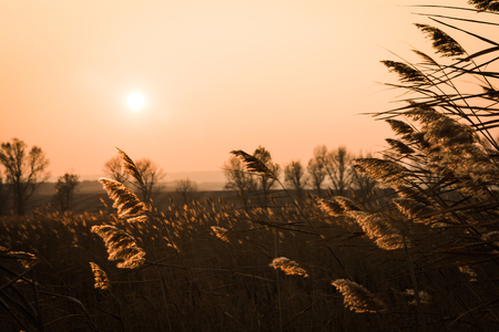 Soft light rays shine over feather grassの写真素材