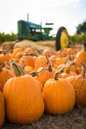 New pumpkin harvest laying on the farm fieldの写真素材