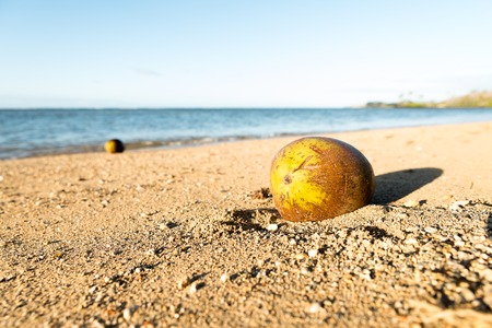 Coconut laying on the sand beach