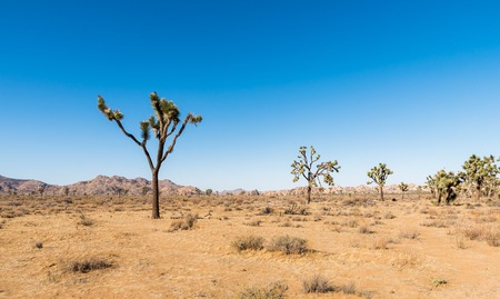 Yucca trees in Joshua Tree National Parkの写真素材