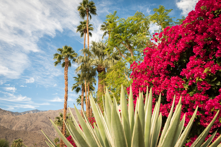 Blooming Palm Springs landscapeの写真素材