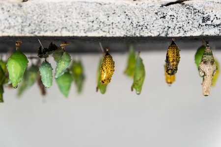 The pupae of different groups of butterlies on the farmの写真素材