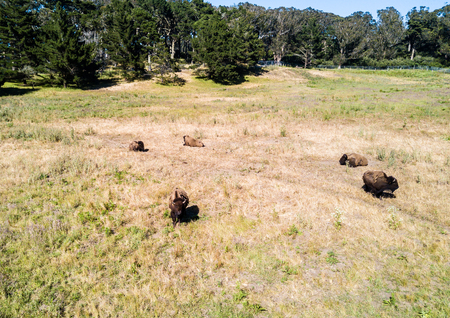 Bisons in Golden Gate Parkの写真素材
