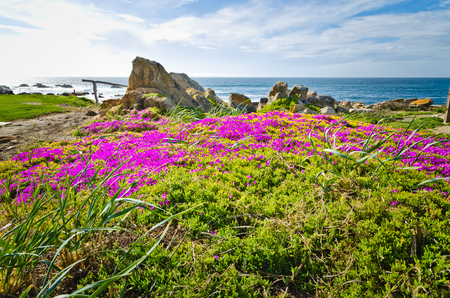 Scenic Views of California coastlineの写真素材