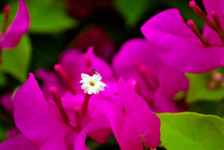 Bee on flowerの写真素材