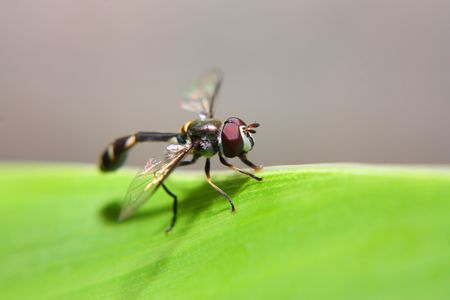 Little insect