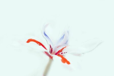 white flower with colors blending into bgの写真素材