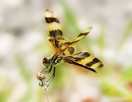 crisp dragonflyの写真素材