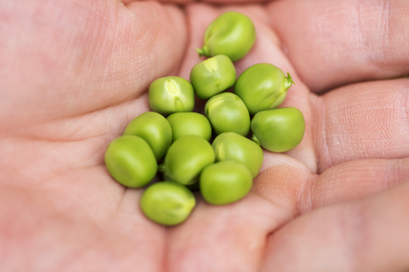 Hand holding green peas. Fresh green peas in the handの写真素材