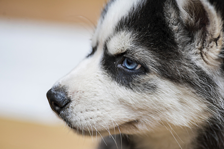 Siberian husky puppy with blue eyesの写真素材