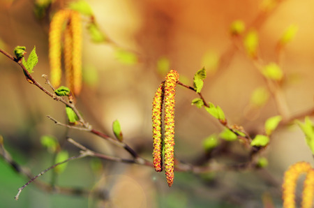Birch gosling in spring close upの写真素材