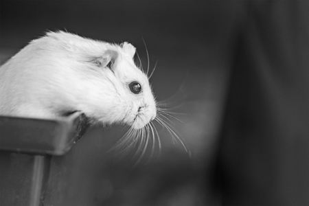 The hamster looks out of the cageの写真素材