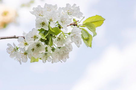 Apple blossom flowers in spring, blooming on young tree branch , against the blue skyの写真素材