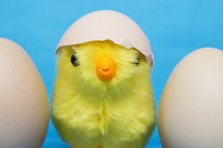 Baby chick and cracked egg on his head. Toy bird and two eggsの写真素材