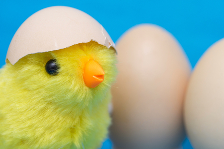 Baby chick and cracked egg on his head. Toy bird and two eggsの写真素材