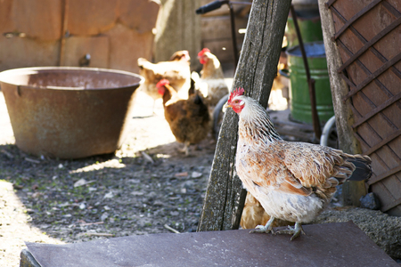 Free range chickens roam the yard on a small farmの写真素材
