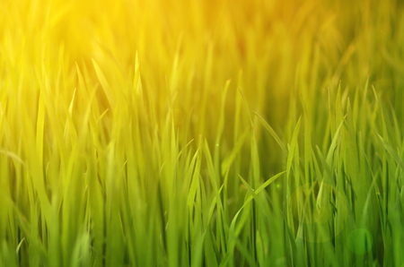 Yellow grass close up at sunrise or sunsetの写真素材