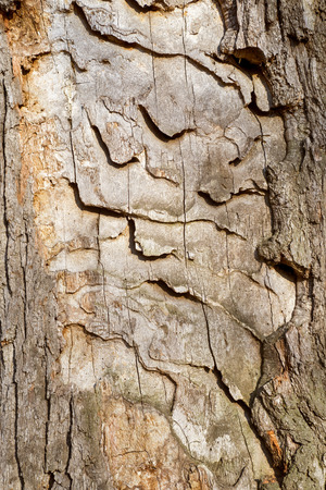 Natural bark background or textureの写真素材