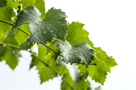 Branch of grape vine. Grape leaf with water dropsの写真素材