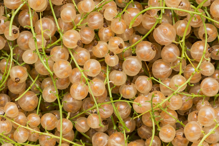 Currant yellow . Berries background. Fresh organic currant from village garden. Yellow fresh currant photo. Ecological berries for desserts, smoothie or jamの写真素材