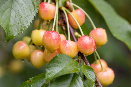 Cherries hanging on a cherry tree branch. Juicy red cherries on cherry treeの写真素材