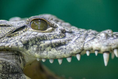 Crocodile head and open mouth. Portrait head, eye, teeth of natural mindoro crocodileの写真素材