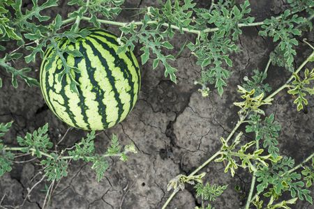 watermelon on the field, top viewの写真素材