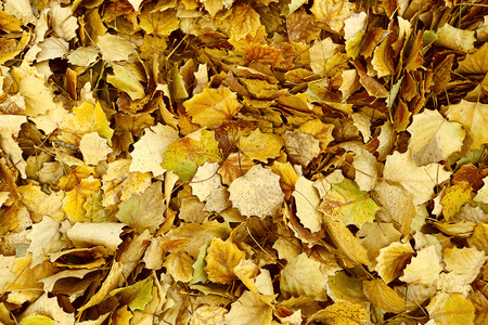 Autumn background with yellow poplar leaves in the Park. Autumn orange Yellow poplar leaves. Golden autumn. Autumn poplar leavesの写真素材
