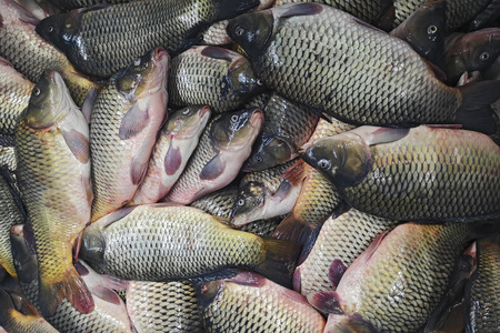 Fresh fish carp. Background of small fish caught in the river crucian carp. Fish farming, farm for the breeding of carpの写真素材