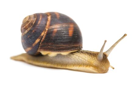 Snail isolated on white. Garden snail escapes. white background. Crawling snail isolated on a white backgroundの写真素材