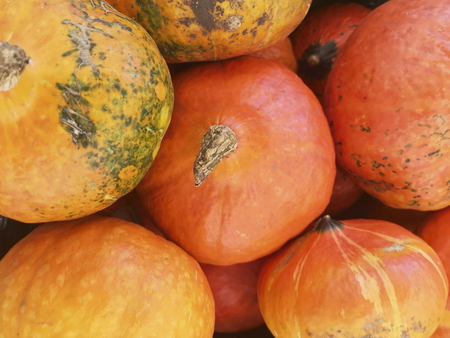 Colorful pumpkins collection on the autumn market. Pumpkin background. Pumpkins in pumpkin patch waiting to be soldの写真素材