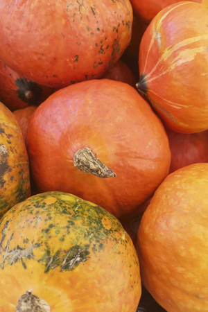 Colorful pumpkins collection on the autumn market. Pumpkin background. Pumpkins in pumpkin patch waiting to be soldの写真素材