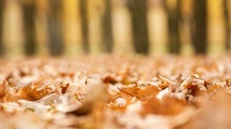 Golden autumn leaves on the ground. Beautiful autumn landscape with yellow trees. Colorful foliage...