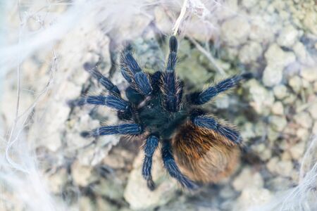 Funnel web weaver grass spider out on his funnel web. Spider wildlife backgroundの写真素材