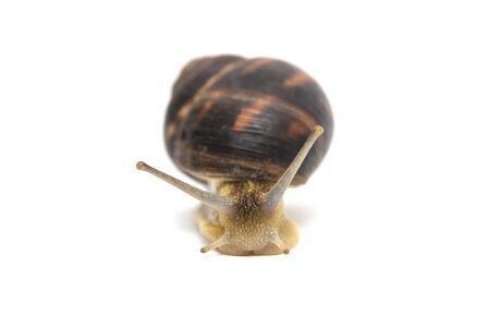 Snail isolated on white. Garden snail escapes. white background. Crawling snail isolated on a white backgroundの写真素材