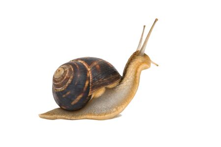 Snail isolated on white. Garden snail escapes. white background. Crawling snail isolated on a white backgroundの写真素材