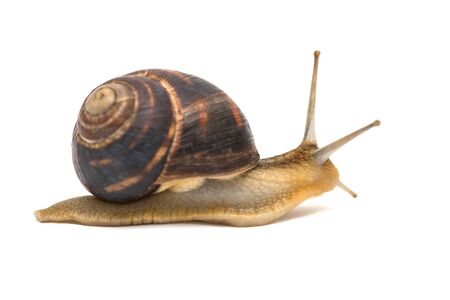 Snail isolated on white. Garden snail escapes. white background. Crawling snail isolated on a white backgroundの写真素材