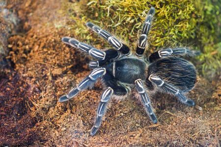Spider in natural forest environment. Spider top viewの写真素材