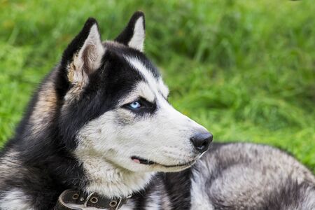 Siberian husky laying on green grass in the clear day. Husky puppy resting on the green grassの写真素材