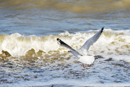 Seagull flying over blue water. Seagull flying over the seaの写真素材