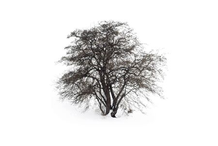 A lone tree in a snow covered field. Frosty oak tree with a patch of groundの写真素材