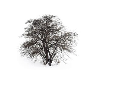 A lone tree in a snow covered field. Frosty oak tree with a patch of groundの写真素材