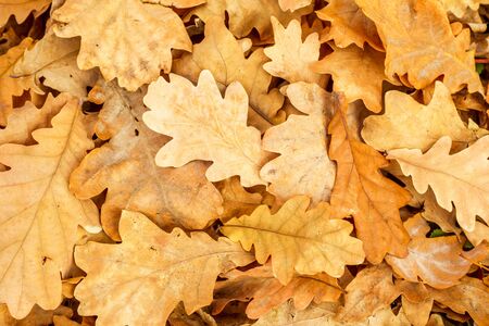 Yellow oak leaves fall. Patterns of oak leaves in autumn park. Background with autumn colorful leavesの写真素材