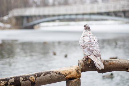 Pigeon bird, standing on wooden post against a blurred natural background. A lonely dove sits on a wooden branchの写真素材