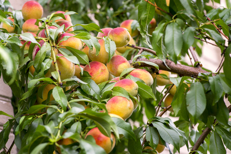 Fresh peach tree. Peaches ripe for picking in a peach orchard. Ripe sweet peach fruits growing on a peach tree branchの写真素材