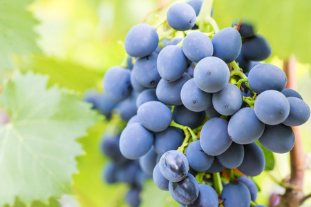Single bunch grapes on vine. Close-up of bunches of ripe wine grapes on vine. Blue grapes in a vineyardの写真素材
