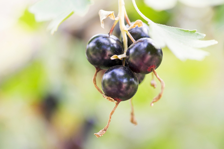 Blackcurrants on the bush branch, harvest of blackcurrants on the branch. Branch of black currant in the gardenの写真素材
