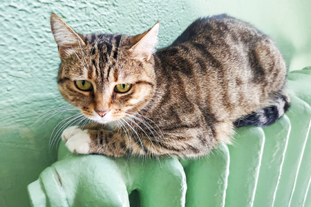 Cold winter. Problems with heating . Cat heating on the battery. Tabby cat relaxing on a warm radiator. Beautiful cat lies on battery in roomの写真素材