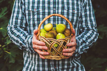 A man holding basket full of ripe figs in his hands. Fresh figs in basket in male hands on a background of leaves.の写真素材
