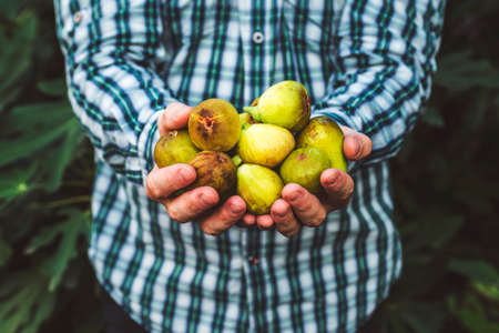 A man holding fresh picked ripe figs in his hands. Fresh figs in male hands on a background of leaves.の写真素材